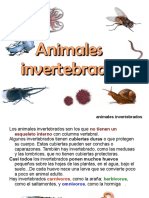 Tema 7. Apuntes Invertebrados