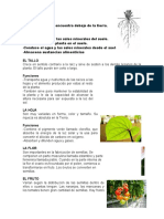 Partes de La Planta