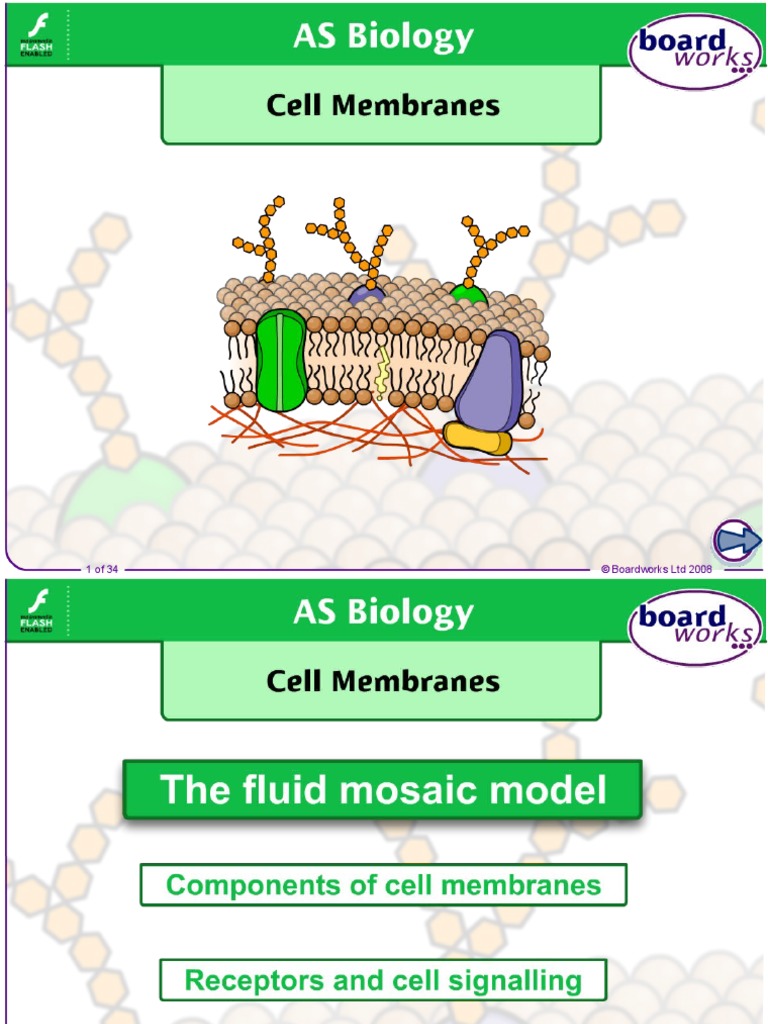 Cell Membranes | PDF | Cell Membrane | Lipid Bilayer