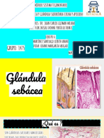 Glándula Sebacea y Glándula Sudoripara Ecrina y Apocrina PDF