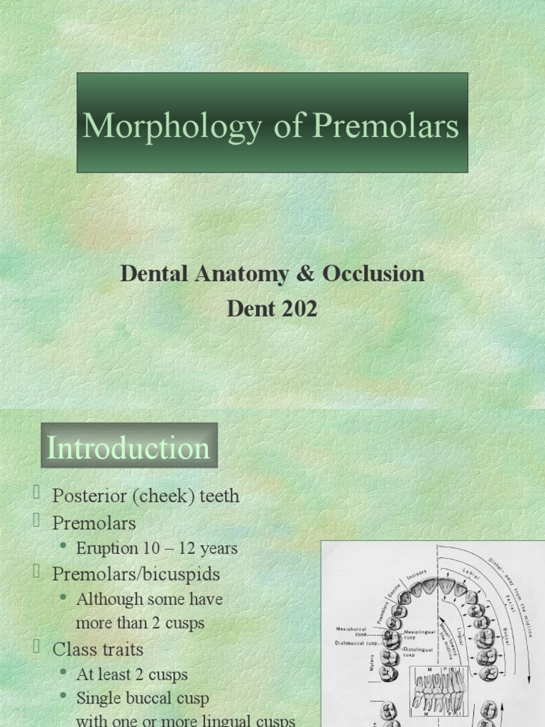 Premolar Morphology in Dental Anatomy | PDF