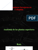 Gramíneas Forrajeras en Colombia PDF