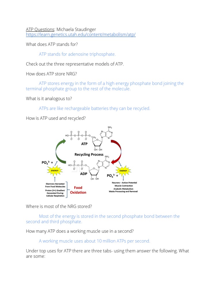 Understanding ATP: Energy Storage & Use | PDF