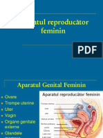 LP_11_Genital fem.pdf