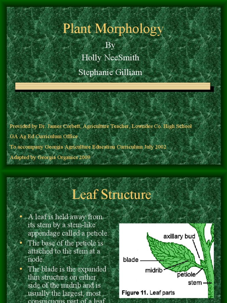 Plant Morphology | PDF | Leaf | Plant Stem
