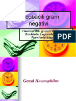 6 - Curs-Cocobacili-gram-negativi