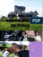 Evaluacion Andrologica de Toros PDF
