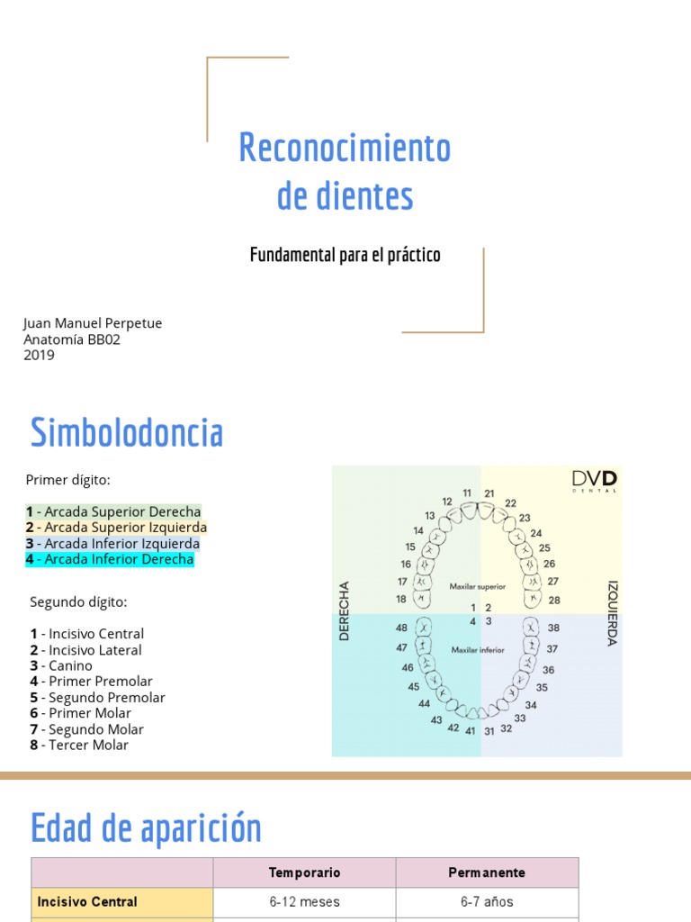 Reconocimiento de Dientes PDF Anatomia dental Boca