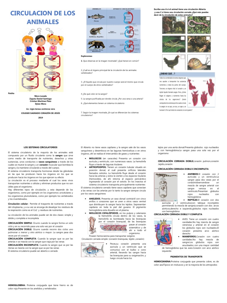 LOS SISTEMAS CIRCULATORIOS en Animales Folleto | PDF | Sistema ...