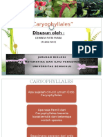 CARYOPHYLLALES