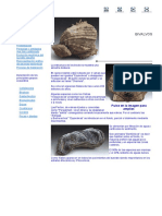 Bibalvos. Guía Didáctica de Fósiles de Sureste