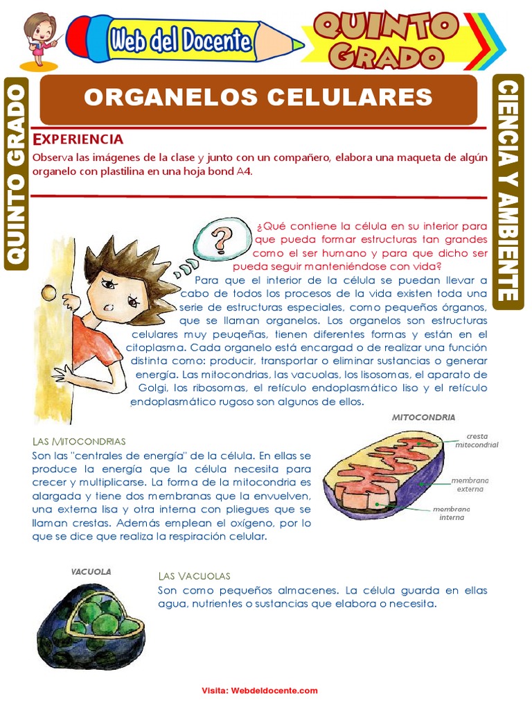 Organelos Celulares para Quinto Grado de Primaria | PDF | Citoplasma |  Cloroplasto, image size:768x1024