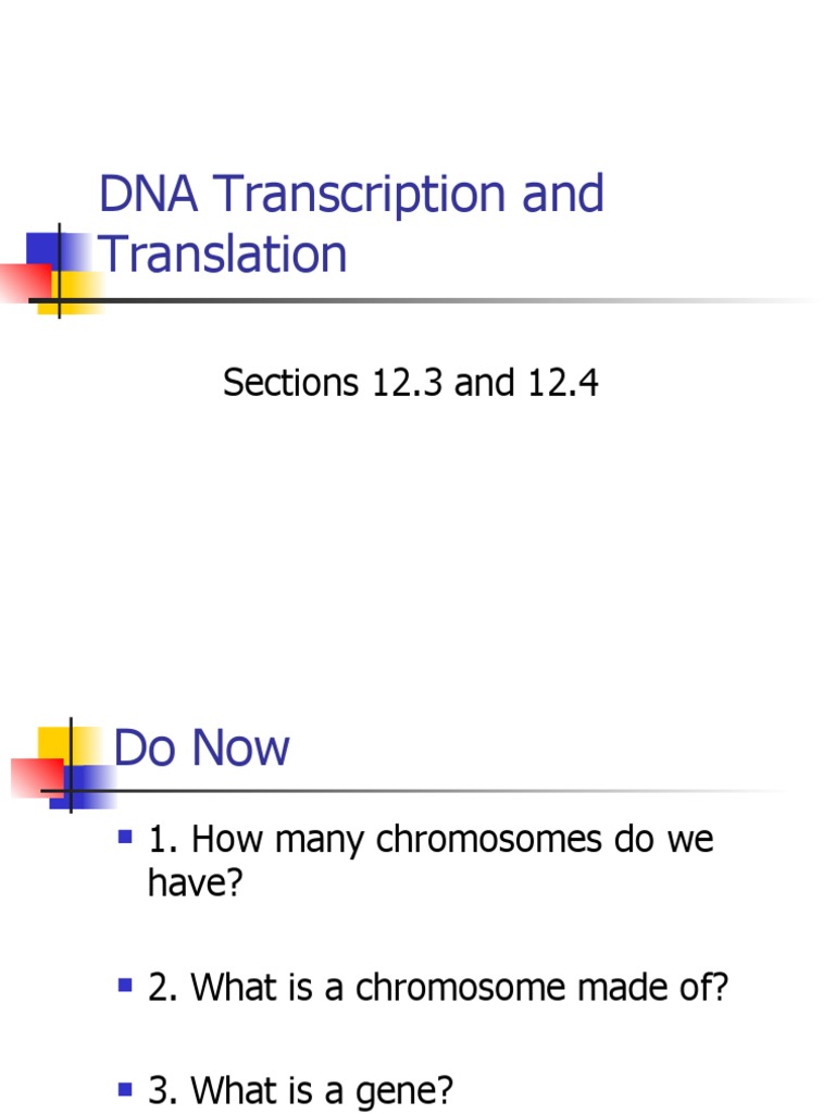 DNA Transcription and Translation Guide | PDF | Translation (Biology) | Rna