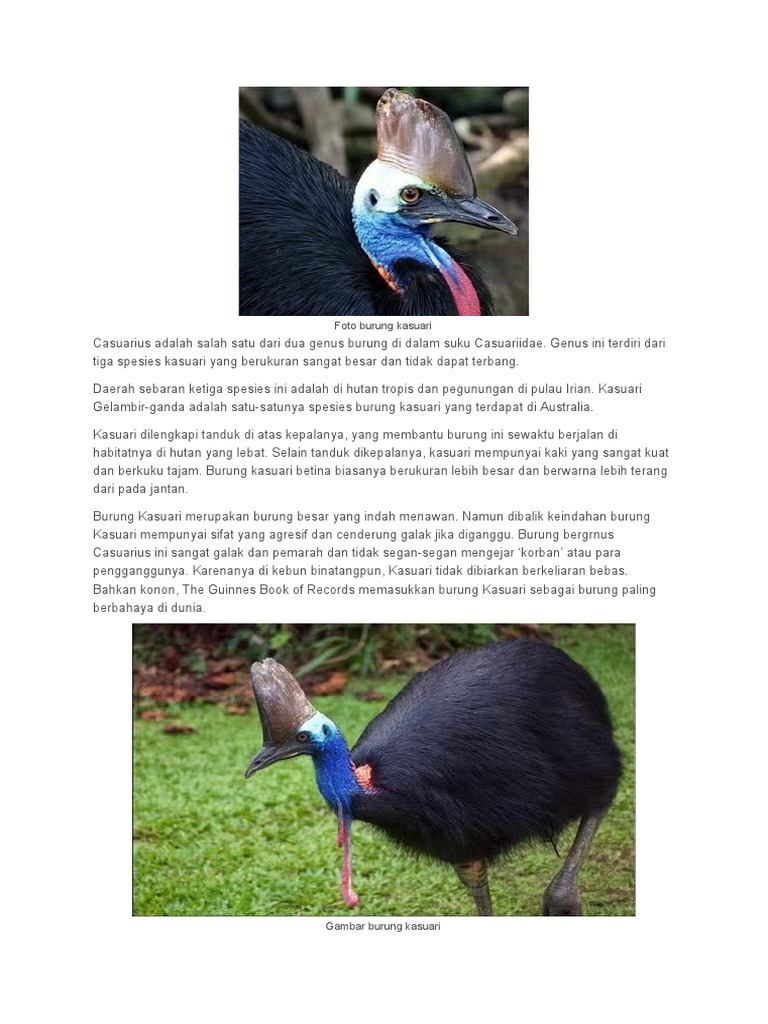 7700 Gambar Burung Kasuari Terbaik