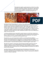 Qué es la lacto-fermentación: Un proceso natural para conservar y mejorar los alimentos