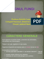 Regnul Fungi