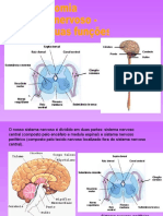 Sistema Nervoso.ppt