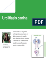 AV 29 Urolitiasis Canina PDF