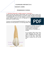 Bajurea_EM_Nr_8-5538 (1)