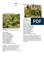 Glosario Ilustrado Prueba PDF