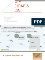 Parasit (P) - Kel.5 - Insecta Fam. Culicidae & Culicini