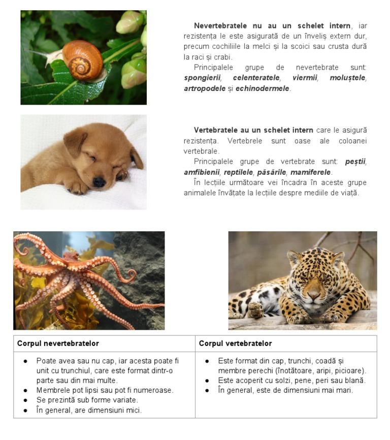 Caractere Generale Ale Animalelor Nevertebrate Și Vertebrate | PDF