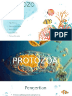 Protista Protozoa