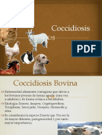 Coccidiosis bOVINA