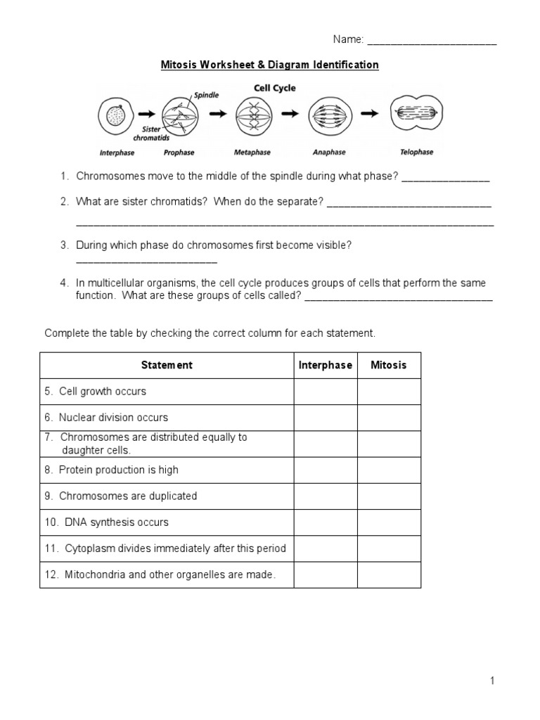 Mitosis Worksheet and Diagram Identification | PDF | Mitosis | Cell  (Biology)