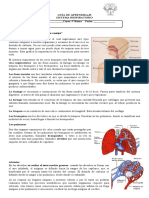 324539085-Guia-Repaso-Sistema-Respiratorio.doc