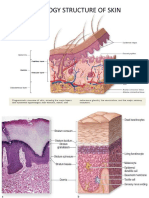 Histology Structure of Skin