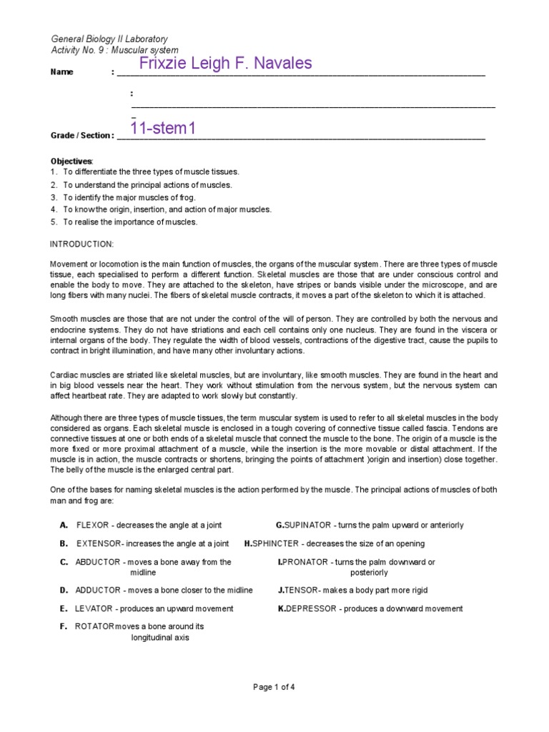 Frog Muscular System Lab Guide | PDF | Skeletal Muscle | Muscle