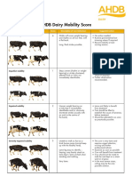 Ahdb Dairy Mobility Score Score Sheet 2