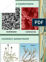 Tipuri de Organisme Heterotrofe