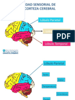 Material Didactico - Unidad Sensorial de La Corteza Cerebral - S2 SENSACION Y PERCEPCION
