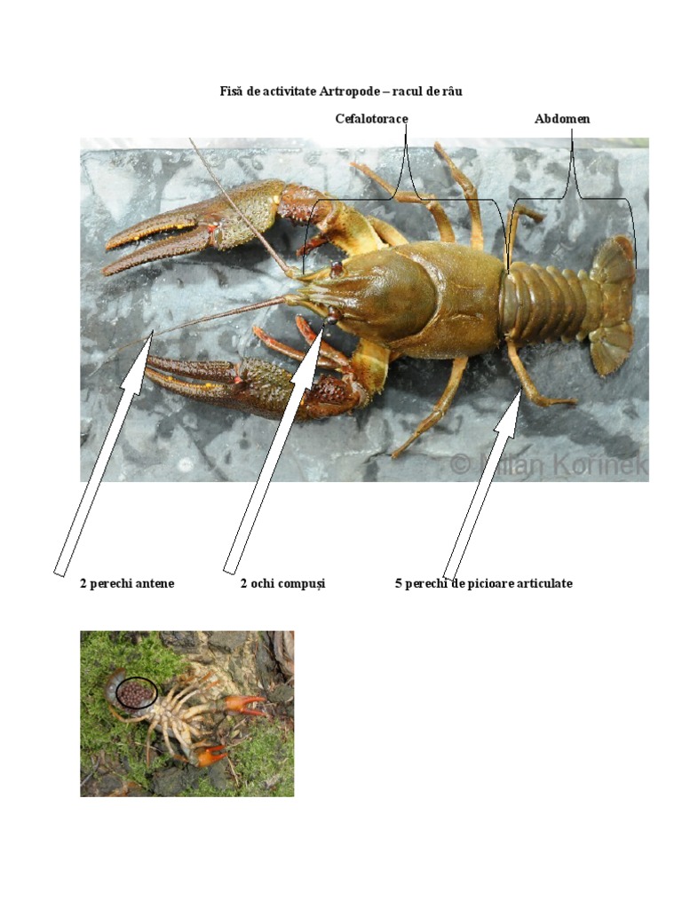 Fisă de Activitate Artropode Racul de Rau | PDF