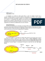 Resumen Metabolismo de Lipidos Daniel Gouveia
