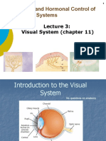 4-Visual System_Students.pptx