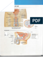 Anatomi Reproduksi Pria-1