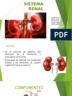 Sistema Renal Final