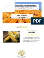 Mengoptimalkan Produksi Jagung Hibrida Tahan Aluminium