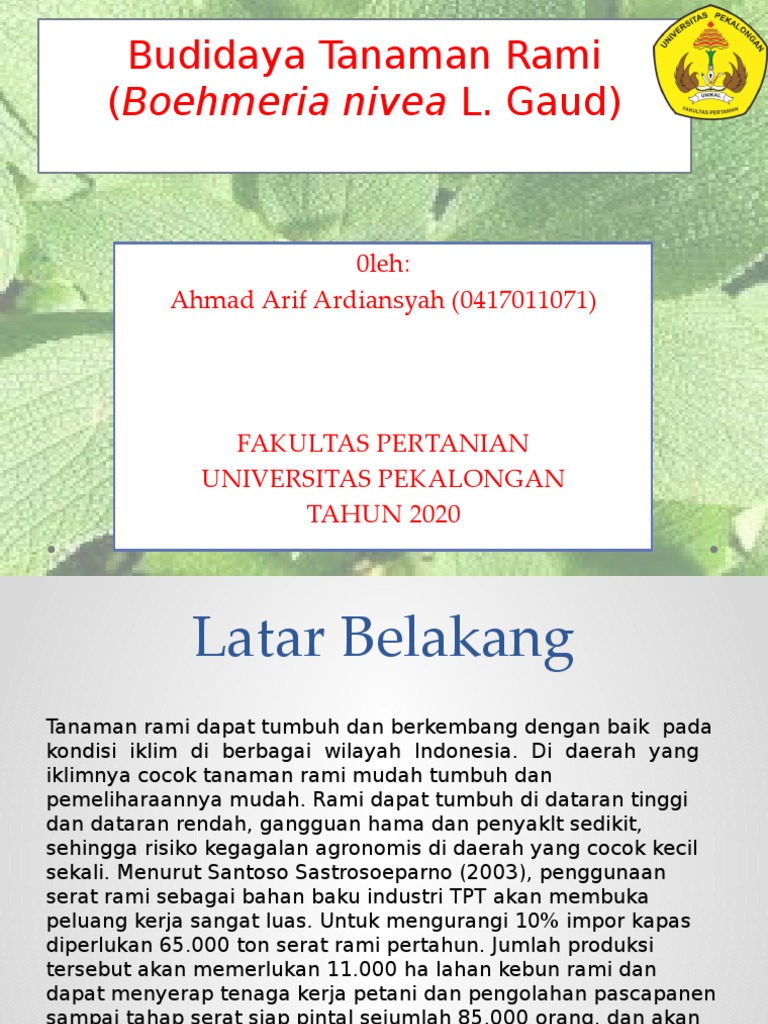 Budidaya Tanaman Rami (Boehmeria Nivea L | PDF