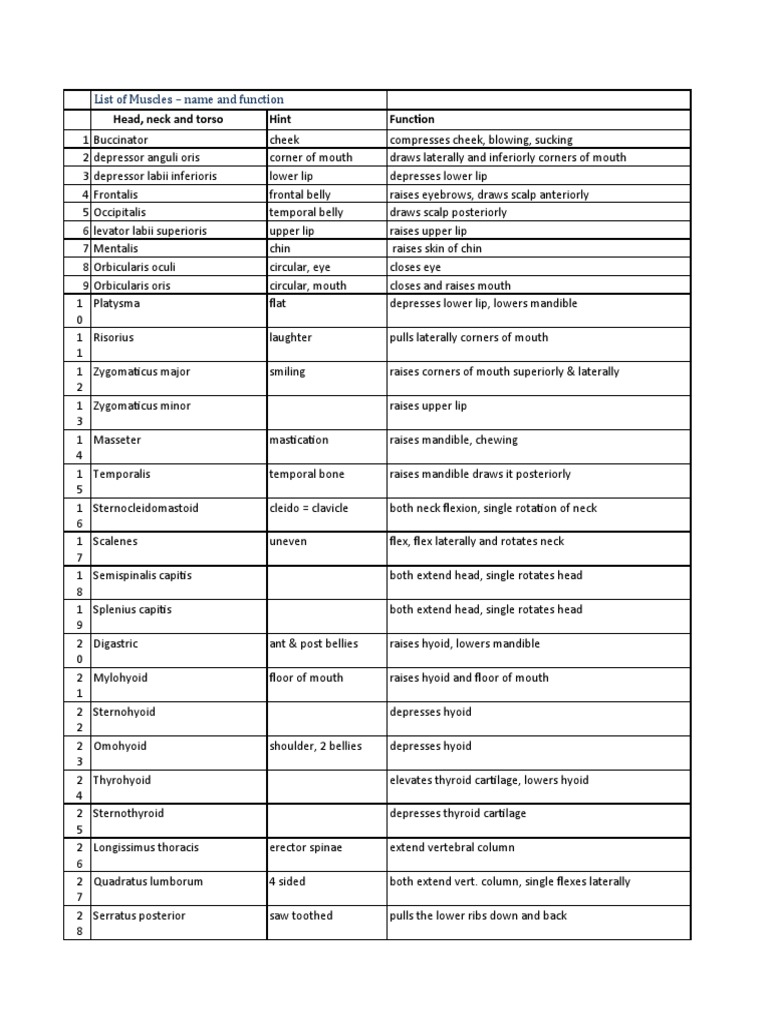 List of Muscles Functions | PDF | Foot | Human Leg