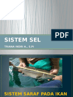 M2p3.sistem Saraf Pada Ikan