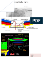 01 Anatomia Del Nervio Optico PDF