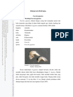 TINJAUAN PUSTAKA Fasciola Gigantica Klasifikasi Dan Morfologi Fasciola Gigantica