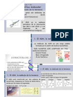 Estructura Del Adn - Nucleotidos