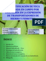 Biofortificación de La Yuca Cultivada en Campo Mediante Corrección