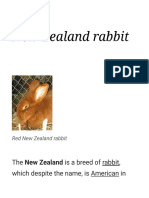 New Zealand Rabbit