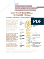 Vías Sensitivas